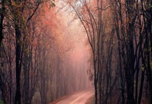 河南男篮再胜天津队，豪取五连胜